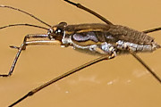 Water Strider (Gerridae sp) (Gerridae sp)